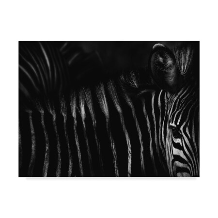 Trademark Fine Art Antonio Grambone 'Dark Zebra' Canvas Art, 24x32 1X07774-C2432GG